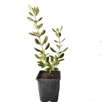 olearia 38